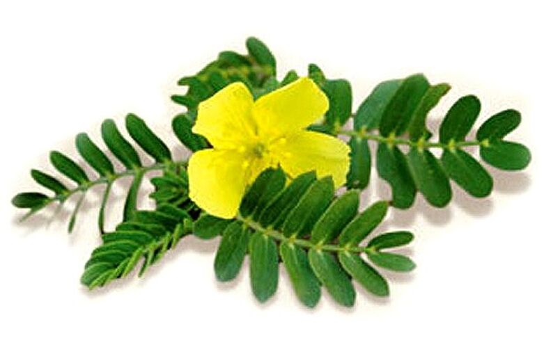 Gluconol contient Tribulus terrestris